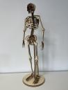 Human skeleton (Cool Human Skeleton) as a 3D model